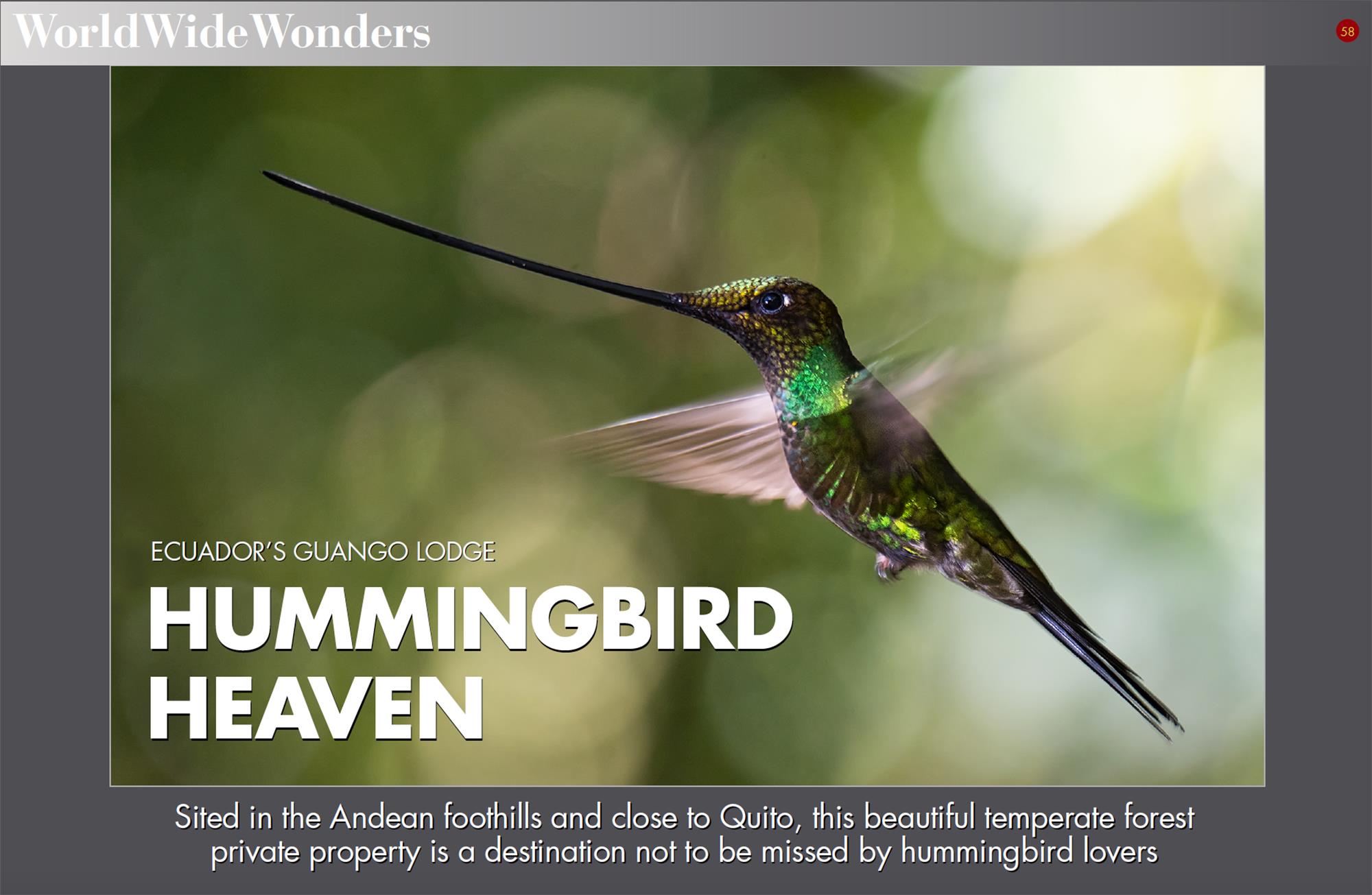 Hummingbird Heaven