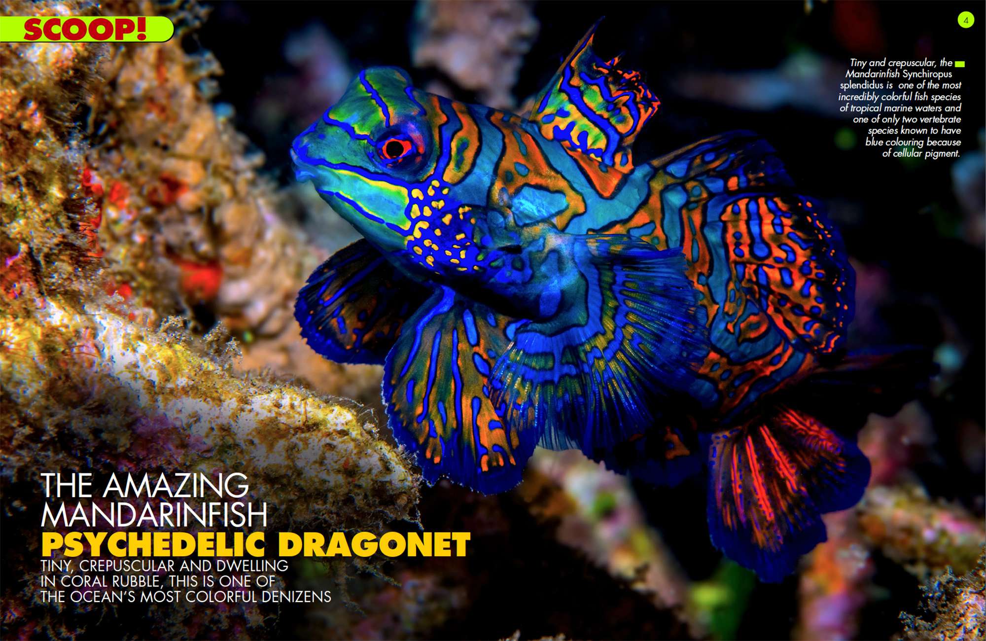 The Amazing Mandarinfish Psychedelic Dragonet